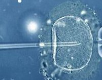 试管移植前激素标准值来了，快对照自己在不在正常范围内